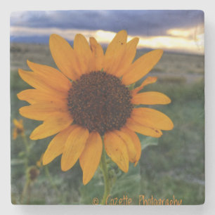 Sonnenblume Steinuntersetzer