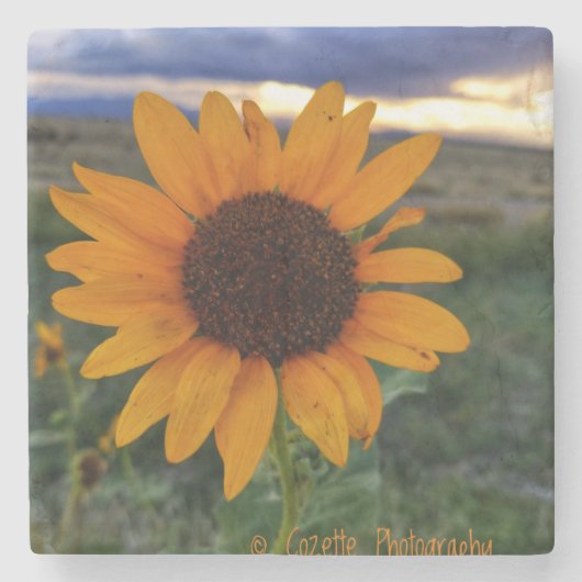 Sonnenblume Steinuntersetzer (Vorderseite)