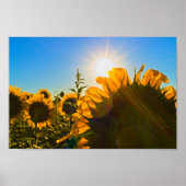 Sonnenblume Sun Star Poster (Vorne)