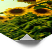 Sonnenblume Sun Star Poster (Ecke)