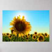 Sonnenblume Sun Star Poster (Vorne)