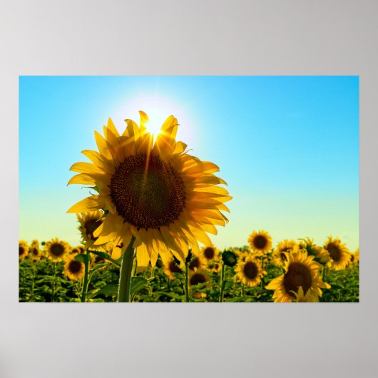 Sonnenblume Sun Star Poster (Vorne)