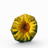 Sonnenblume Sunshine Fotoblock (Links)
