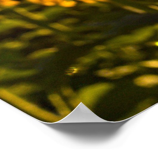 Sonnenblume Sunstar Poster (Ecke)