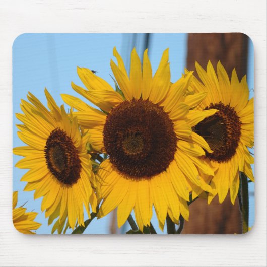 Sonnenblume-Trio Mousepad (Vorne)