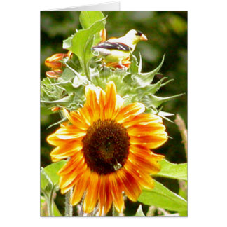 Sonnenblume u. gelber Vogel u. Biene