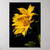 Sonnenblume und ihre Bedeutung Poster (Vorne)