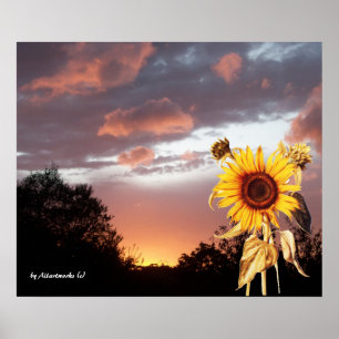 SONNENBLUME UND PINK SOMMERSONNE POSTER