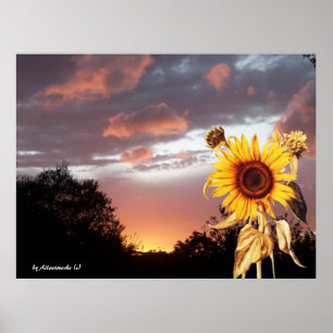 SONNENBLUME UND ROSA SOMMERSONNENUNTERGANG POSTER