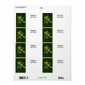 Sonnenblume und Spargel (Vorne)