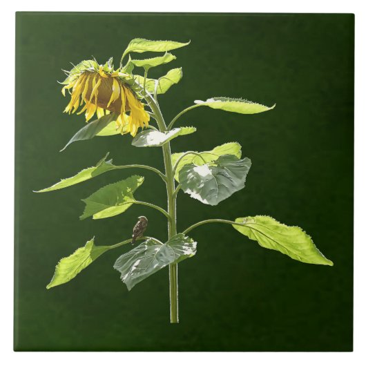 Sonnenblume und Spargel Fliese (Vorderseite)