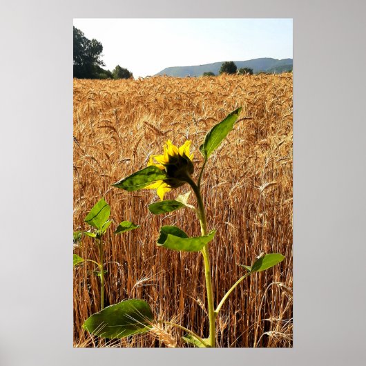 Sonnenblume und Weizen Poster (Vorne)