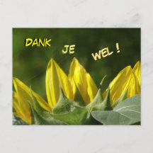 Sonnenblume Vielen Dank Postcard