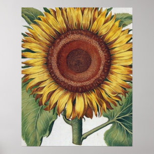 Sonnenblume Vintag Damask Wallpaper Collage Poster