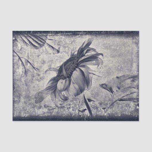 Sonnenblume Vintag Schwarz-Weiß-Antike Textur Seidenpapier (Vorderseite)