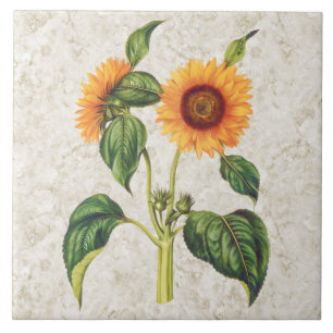 Sonnenblume Vintage Botanisch Fliese