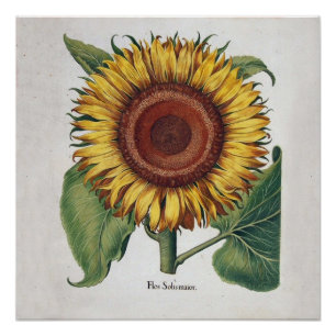 Sonnenblume Vintage-Damaskus-Blumenkunst Poster