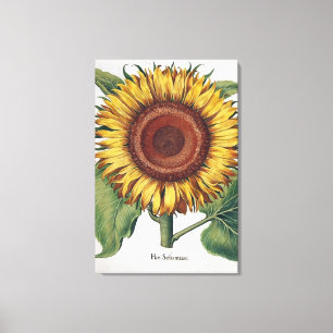 Sonnenblume Vintage Damast Blumenkunst Leinwanddruck