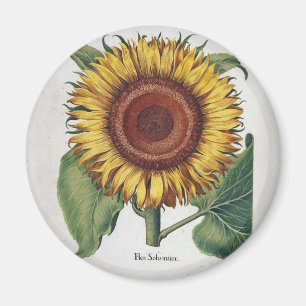 Sonnenblume Vintage Damast Blumenkunst Magnet