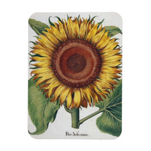 Sonnenblume Vintage Damast Blumenkunst Magnet