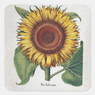 Sonnenblume Vintage Damast Blumenkunst Quadratischer Aufkleber