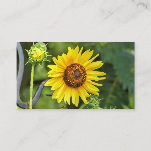 Sonnenblume Visitenkarte (Vorderseite)