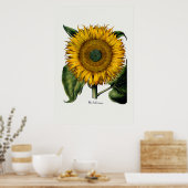 Sonnenblume von Hortus Eystettensis Poster (Küche)