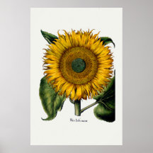 Sonnenblume von Hortus Eystettensis