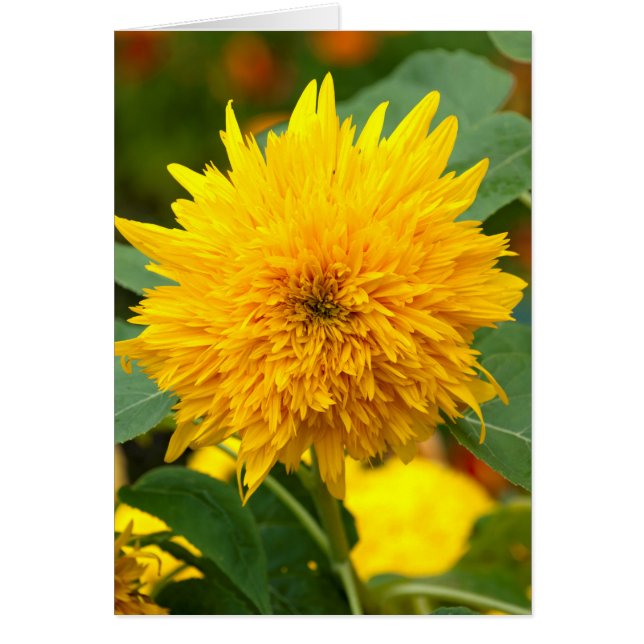 Sonnenblume vor Blüte (Vorne)