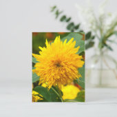 Sonnenblume vor Blüte Postkarte (Stehend Vorderseite)