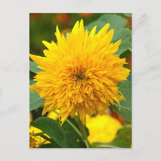 Sonnenblume vor Blüte Postkarte (Vorderseite)