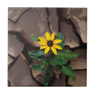 Sonnenblume wächst aus aufgesprungenem Schlamm Fliese