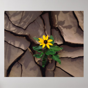 Sonnenblume wächst aus aufgesprungenem Schlamm Poster