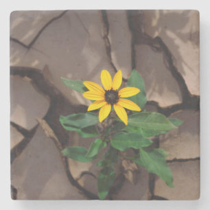Sonnenblume wächst aus aufgesprungenem Schlamm Steinuntersetzer