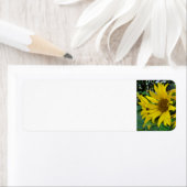 Sonnenblumen (Insitu)