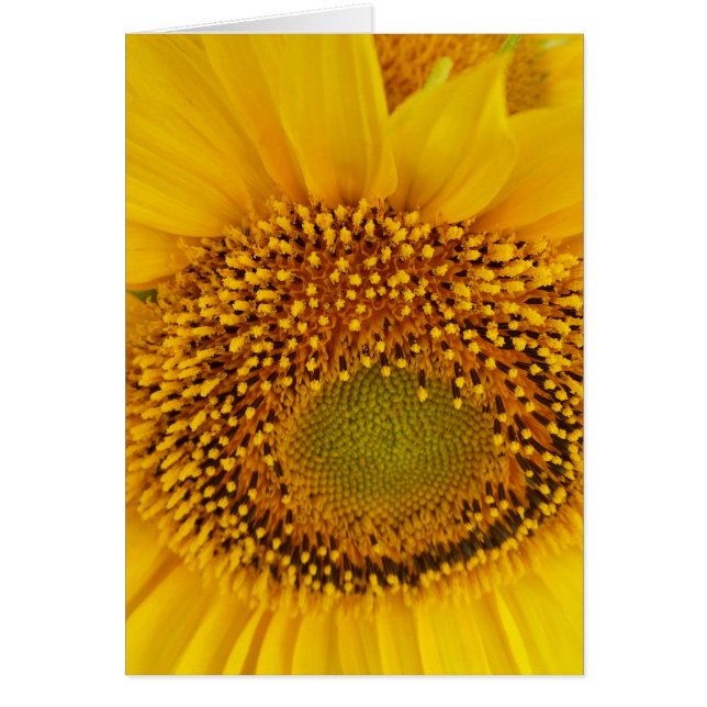 Sonnenblumen (Vorne)