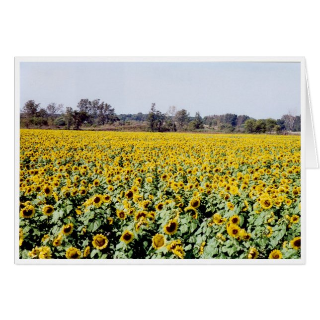 Sonnenblumen (Vorderseite (Horizontal))