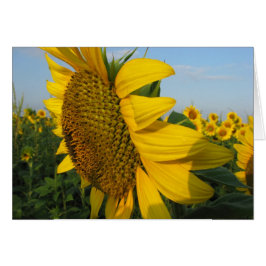 Sonnenblumen