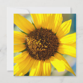 Sonnenblumen