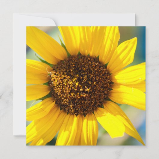 Sonnenblumen (Vorderseite)