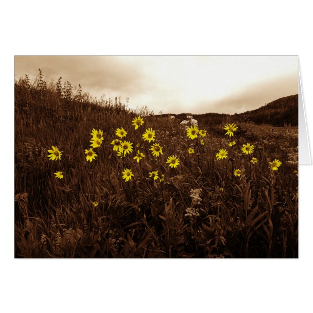 Sonnenblumen (Vorderseite (Horizontal))