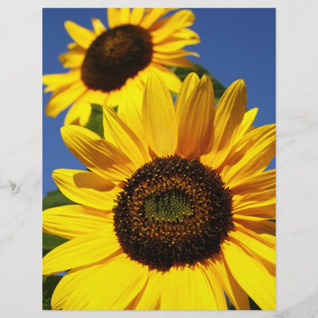 Sonnenblumen (Vorderseite)