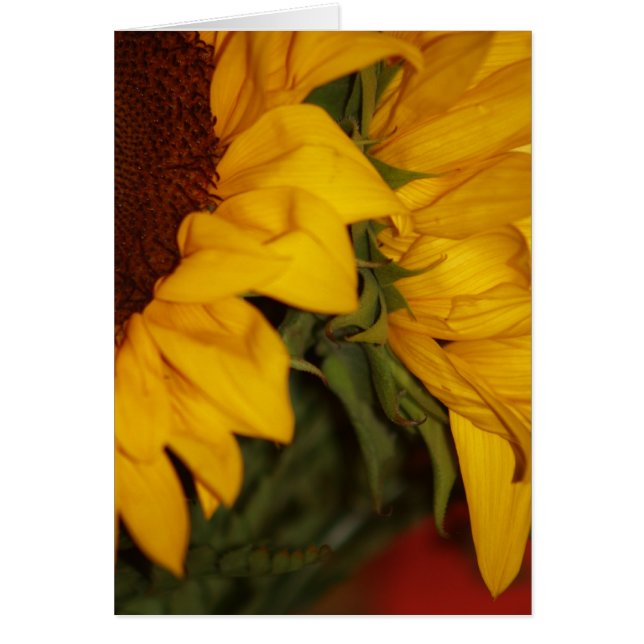 Sonnenblumen (Vorne)