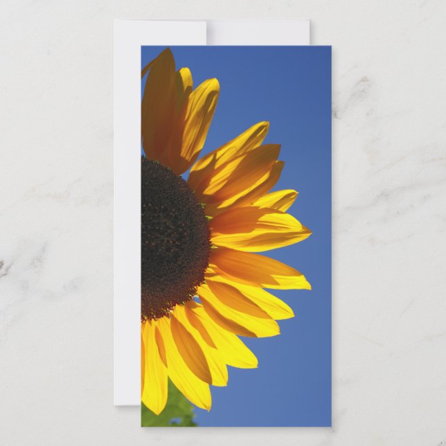 Sonnenblumen (Vorderseite)