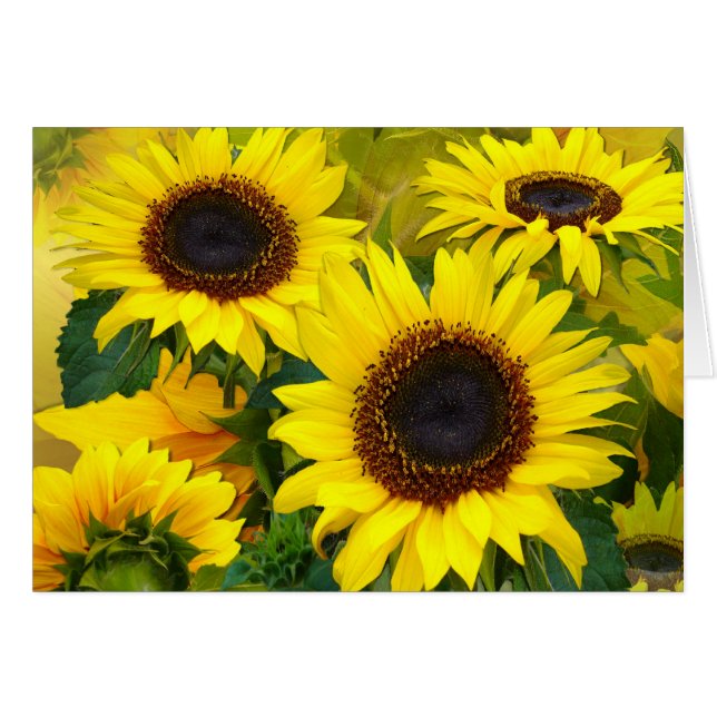 Sonnenblumen (Vorderseite (Horizontal))