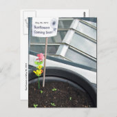 Sonnenblumen am 30. Mai 2012 Postkarte (Vorne/Hinten)