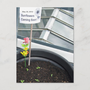 Sonnenblumen am 30. Mai 2012 Postkarte