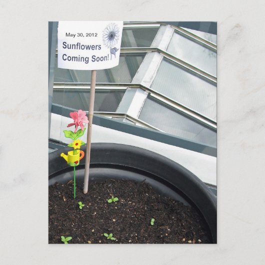 Sonnenblumen am 30. Mai 2012 Postkarte (Vorderseite)