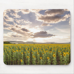 Sonnenblumen am Sonnenuntergang Mousepad