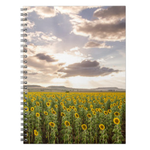 Sonnenblumen am Sonnenuntergang Notizblock